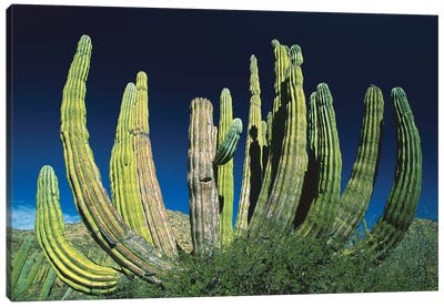 Cardon Cactus, Baja California, Mexico Canvas Art Print - Desert Art