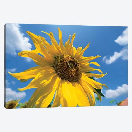 Common Sunflower With Blue Sky And Clouds I Canvas Print #WOT18} by Konrad Wothe Canvas Art