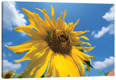 Common Sunflower With Blue Sky And Clouds I Canvas Art Print - Konrad Wothe