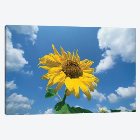 Common Sunflower With Blue Sky And Clouds II Canvas Print #WOT19} by Konrad Wothe Canvas Wall Art