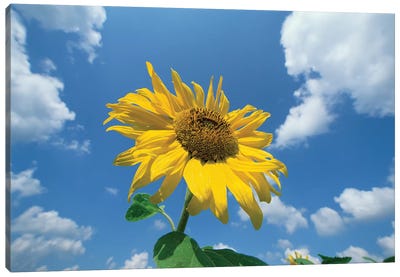Common Sunflower With Blue Sky And Clouds II Canvas Art Print - Konrad Wothe