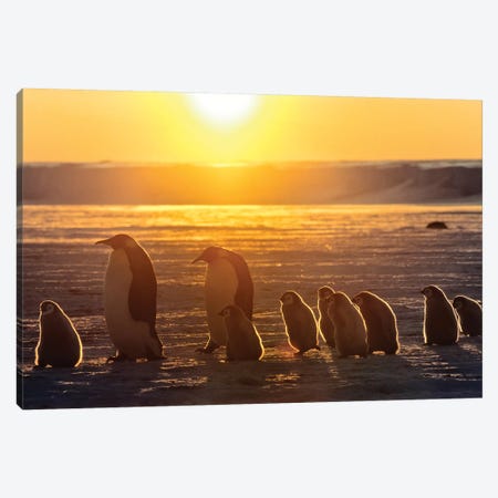 Emperor Penguin Adult Pair With Chicks Walking At Sunset, Weddell Sea, Antarctica Canvas Print #WOT23} by Konrad Wothe Canvas Art Print
