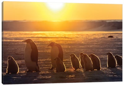 Emperor Penguin Adult Pair With Chicks Walking At Sunset, Weddell Sea, Antarctica Canvas Art Print - Konrad Wothe
