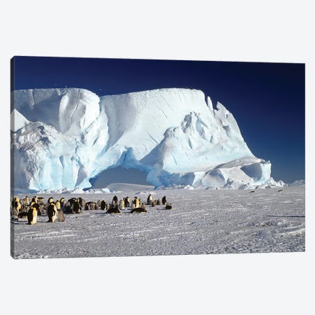 Emperor Penguin Colony And Iceberg, Weddell Sea, Antarctica Canvas Print #WOT24} by Konrad Wothe Canvas Art