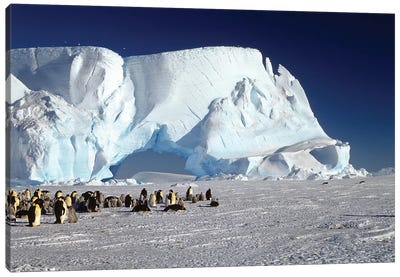 Emperor Penguin Colony And Iceberg, Weddell Sea, Antarctica Canvas Art Print - Konrad Wothe