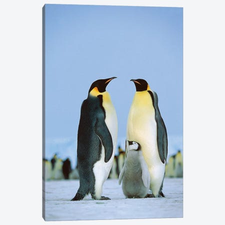 Vintage Penguin – Club Penguin Mountains
