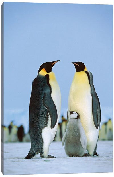 Emperor Penguin Family, Antarctica Canvas Art Print - Jordy Blue