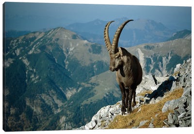 Alpine Ibex Male With Swiss Alps In Background, Europe Canvas Art Print - Konrad Wothe
