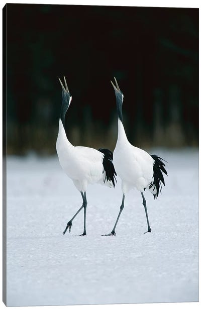 Red-Crowned Crane Pair Calling During Courtship Dance At Their Wintering Grounds, Hokkaido, Japan Canvas Art Print - Konrad Wothe