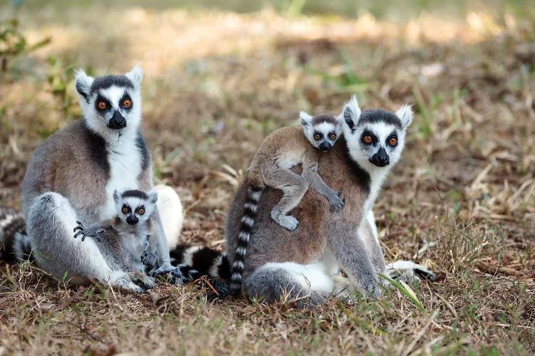 Ring-Tailed Lemur Mothers With Young, Nahampoana Reserve, Madagascar