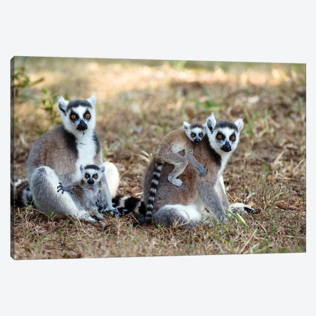 Ring-Tailed Lemur Mothers With Young, Nahampoana Reserve, Madagascar Canvas Print #WOT36} by Konrad Wothe Art Print