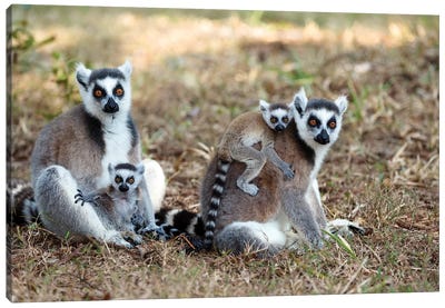 Ring-Tailed Lemur Mothers With Young, Nahampoana Reserve, Madagascar Canvas Art Print - Madagascar