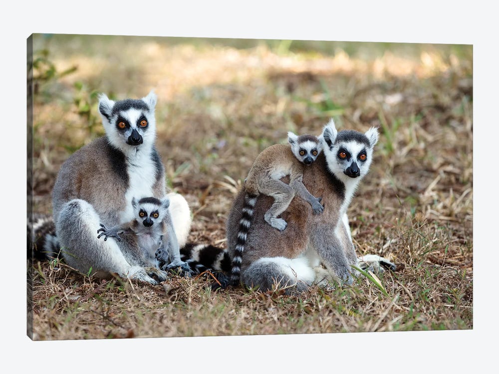 Ring-Tailed Lemur Mothers With Young, Nahampoana Reserve, Madagascar by Konrad Wothe 1-piece Canvas Wall Art