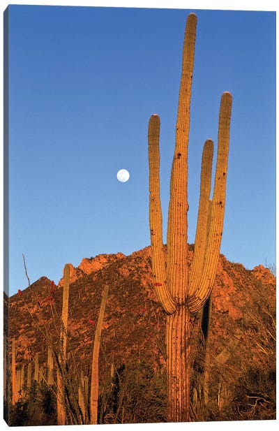 Saguaro Cactus In Desert Landscape, Sonoran Desert, Saguaro National Monument, Arizona Canvas Art Print - Saguaro National Park Art
