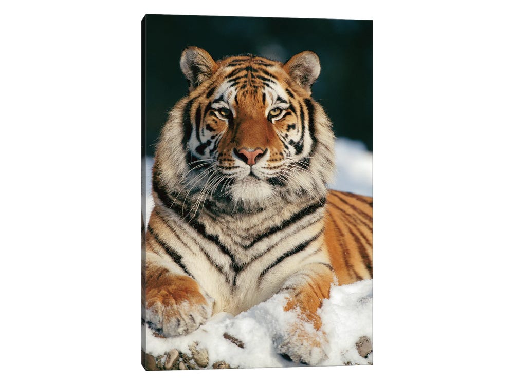 Premium Photo  A tiger with yellow eyes and a black background