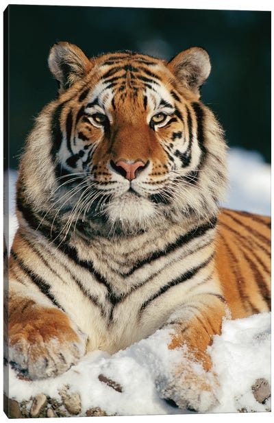 Siberian Tiger In Snow, Siberian Tiger Park, Harbin, China Canvas Art Print - Tiger Art