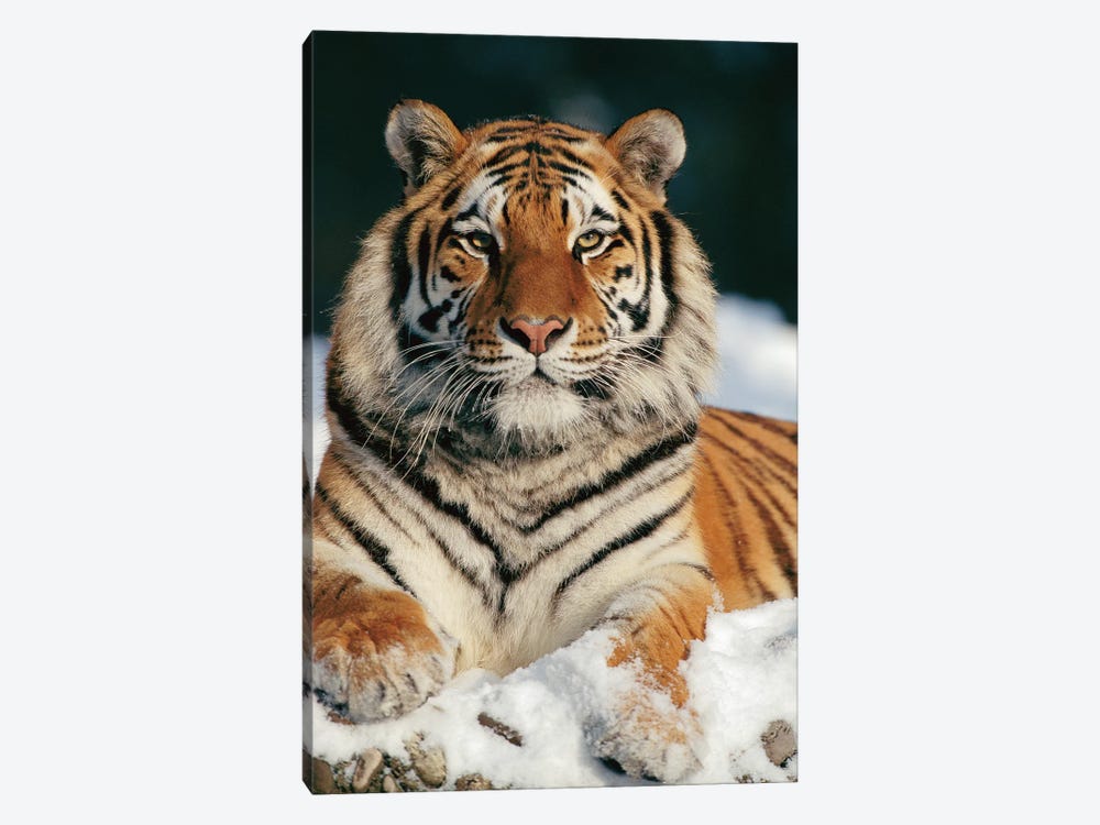 Siberian Tiger In Snow, Siberian Tiger Park, Harbin, China by Konrad Wothe 1-piece Canvas Artwork