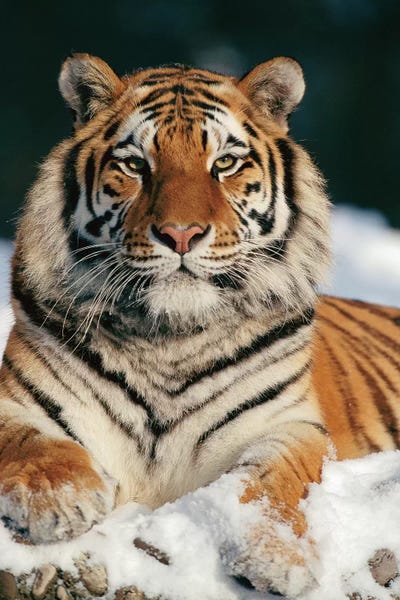 Tigers: Siberian Tiger In Snow, Siberian Tiger Park, Harbin, China by Konrad Wothe