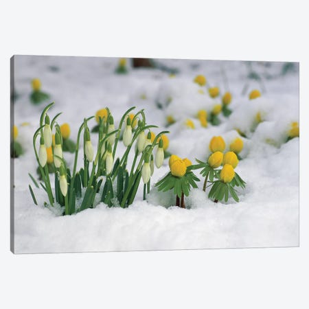 Snowdrop Flowers Blooming In Snow, Germany Canvas Print #WOT40} by Konrad Wothe Canvas Print