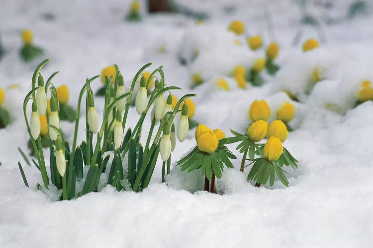 Snowdrop Flowers Blooming In Snow, Germany