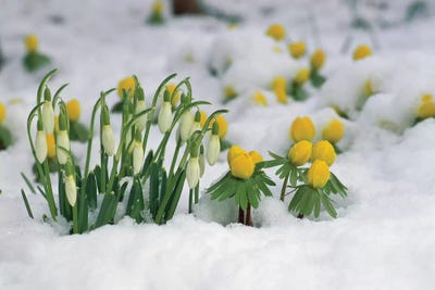 Snowdrops