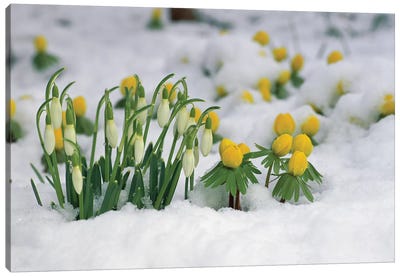 Snowdrop Flowers Blooming In Snow, Germany Canvas Art Print