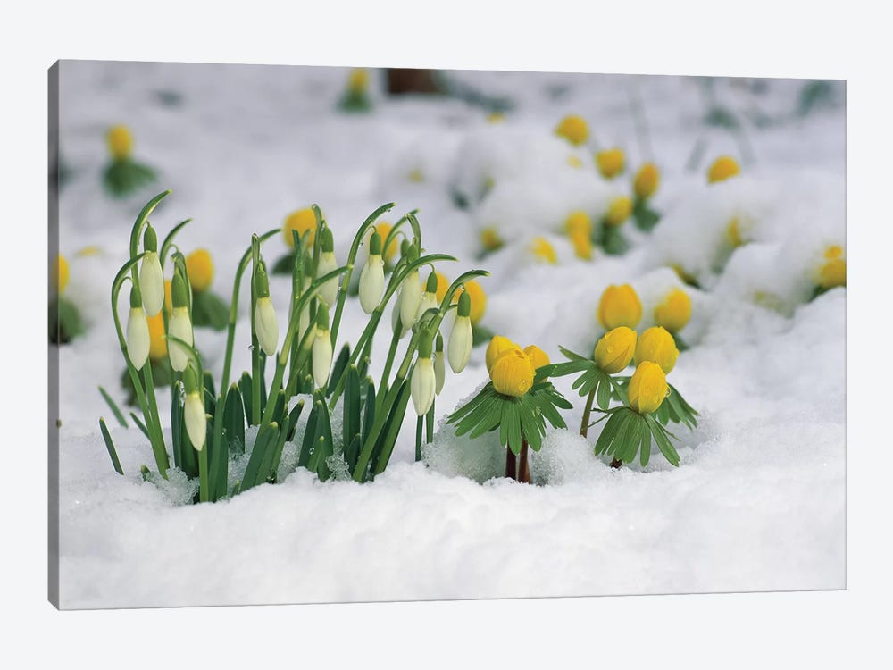 Snowdrop Flowers Blooming In Snow, Germany by Konrad Wothe 1-piece Canvas Print