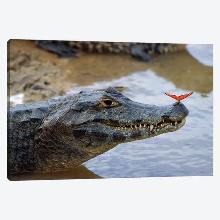 Spectacled Caiman With Orange Butterfly Perched On Tip Of Snout, Pantanal, Mato Grosso, Brazil Canvas Print #WOT41} by Konrad Wothe Canvas Print