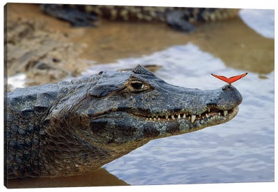Spectacled Caiman With Orange Butterfly Perched On Tip Of Snout, Pantanal, Mato Grosso, Brazil Canvas Art Print - Konrad Wothe