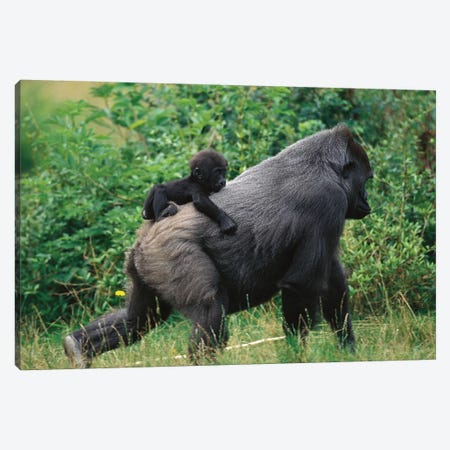 Western Lowland Gorilla Male Carrying Baby, Central Africa Canvas Print #WOT45} by Konrad Wothe Canvas Artwork