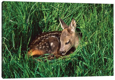 Western Roe Deer Fawn Resting In Green Grass, Germany Canvas Art Print - Konrad Wothe