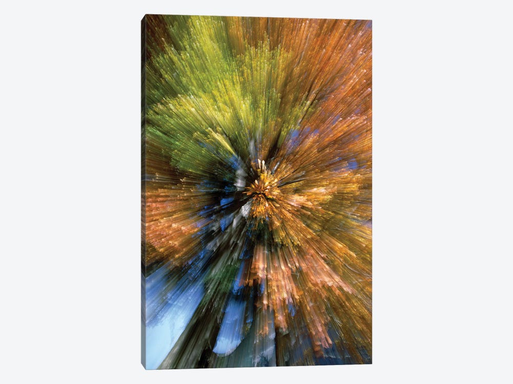 Autumn Foliage, Abstract by Konrad Wothe 1-piece Canvas Print