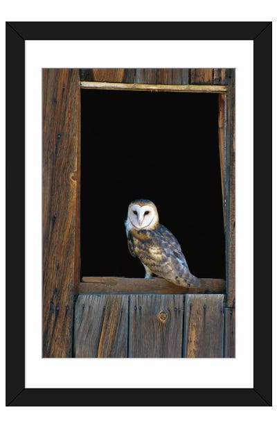 Barn Owl Perching On Barn Window, North America Paper Art Print - Photography Art