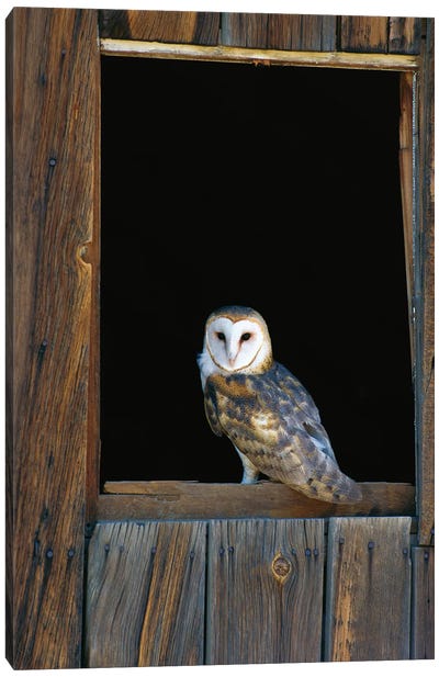 Barn Owl Perching On Barn Window, North America Canvas Art Print - Modern Farmhouse Décor