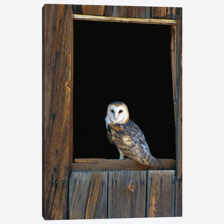 Barn Owl Perching On Barn Window, North America Canvas Print #WOT6} by Konrad Wothe Canvas Wall Art