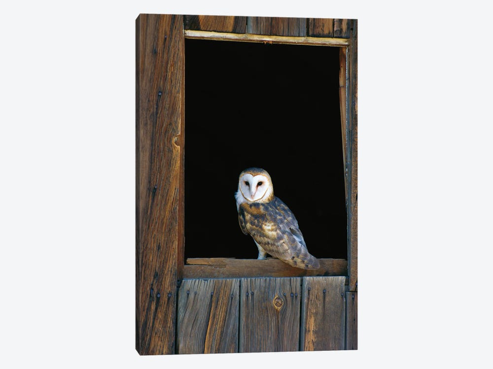Barn Owl Perching On Barn Window, North America by Konrad Wothe 1-piece Art Print