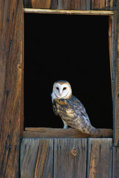Minden Pictures: Barn Owl Perching On Barn Window, North America by Konrad Wothe