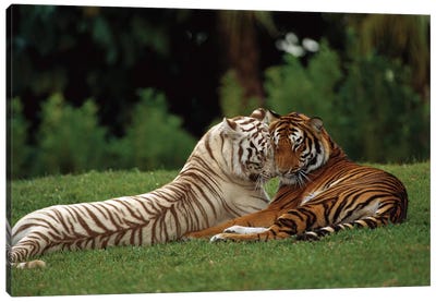 Bengal Tiger Affectionate Pair, One With Normal Coloration And The Other A Melanistic White Morph, India Canvas Art Print - Konrad Wothe