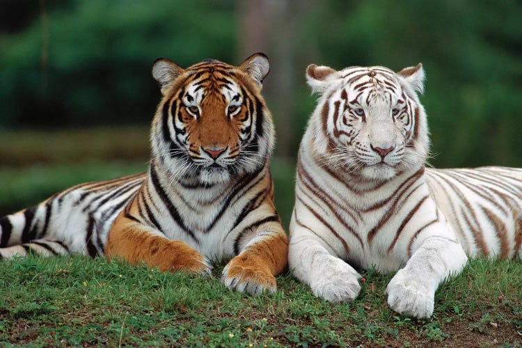 Bengal Tiger Pair, One With Normal Co - Canvas Wall Art