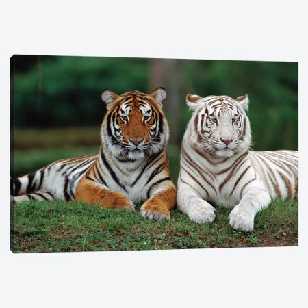 Bengal Tiger Pair, One With Normal Coloration And Other Is A White Morph, India Canvas Print #WOT8} by Konrad Wothe Art Print