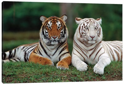 Bengal Tiger Pair, One With Normal Coloration And Other Is A White Morph, India Canvas Art Print - Konrad Wothe