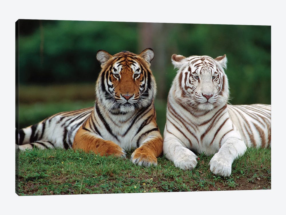 Bengal Tiger Pair, One With Normal Coloration And Other Is A White Morph, India by Konrad Wothe 1-piece Canvas Art Print