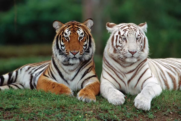 Tigers: Bengal Tiger Pair, One With Normal Coloration And Other Is A White Morph, India by Konrad Wothe
