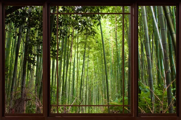 Bamboo: Bamboo Forest Window View by 5by5collective