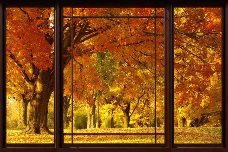 Golden Autumn Trees Window View