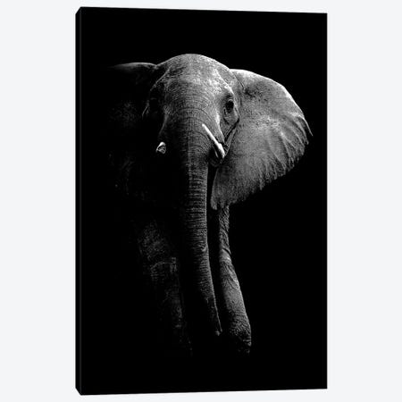 Elephant! Canvas Print #WPA1} by WildPhotoArt Canvas Artwork