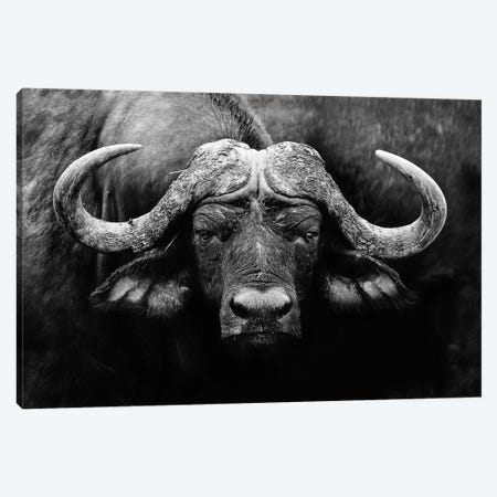 The Stare Canvas Print #WPA8} by WildPhotoArt Canvas Wall Art