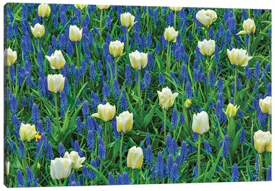 White Tulips And Blue Grape Hyacinths Fields, Lisse, Holland, Netherlands Canvas Art Print - Tulip Art