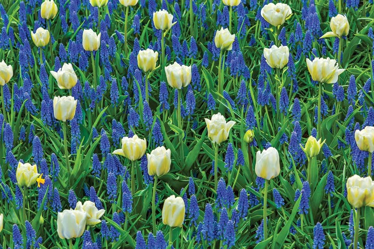 White Tulips And Blue Grape Hyacinths Fields, Lisse, Holland, Netherlands by William Perry wall art