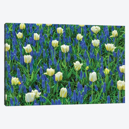 White Tulips And Blue Grape Hyacinths Fields, Lisse, Holland, Netherlands Canvas Print #WPE15} by William Perry Canvas Print